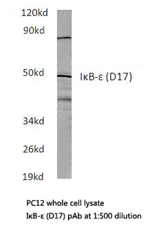 Western blot of IB- (D17) pAb in extracts from PC12 cells.