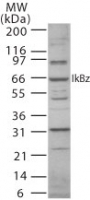 Western blot of IkappaB Zeta using antibody at3 ug/ml in mouse RAW cell lysate.