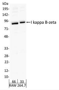 Detection of Mouse I kappa B-zeta by Western Blot. Samples: Whole cell lysate from RAW 264.7 (66 and 33 ug ). Antibodies: Affinity purified rabbit anti-I kappa B-zeta antibody used for WB at 1.0 ug/ml. Detection: Chemiluminescence with exposure time of 42 seconds.