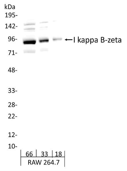 Detection of Mouse I kappa B-zeta by Western Blot. Samples: Whole cell lysate from RAW 264.7 (66 and 33 ug ). Antibodies: Affinity purified rabbit anti-I kappa B-zeta antibody used for WB at 0.5 ug/ml. Detection: Chemiluminescence with exposure time of 1 minute.