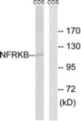 Western blot of extracts from COS7 cells, using NFRKB Antibody. The lane on the right is treated with the synthesized peptide.