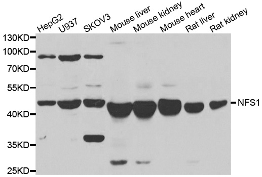 Western blot analysis of extracts of various cell lines, using NFS1 antibody.