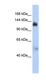 NFX1 antibody LS-B3576 Western blot of HepG2 cell lysate.