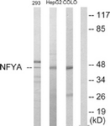 Western blot of extracts from HepG2/293/COLO205 cells, using NFYA Antibody. The lane on the right is treated with the synthesized peptide.