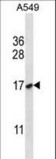 NFYB Antibody western blot of A549 cell line lysates (35 ug/lane). The NFYB antibody detected the NFYB protein (arrow).