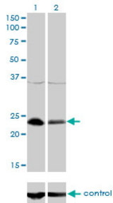 Western blot analysis of NFYB over-expressed 293 cell line, cotransfected with NFYB Validated Chimera RNAi (Lane 2) or non-transfected control (Lane 1). Blot probed with NFYB monoclonal antibody (M01), clone 6H6 . GAPDH ( 36.1 kDa ) used as specificity and loading control.