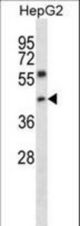 NFYC Antibody western blot of HepG2 cell line lysates (35 ug/lane). The NFYC antibody detected the NFYC protein (arrow).