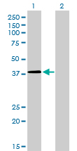 Western blot of NFYC expression in transfected 293T cell line by NFYC monoclonal antibody (M01), clone 1D3.