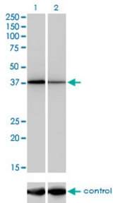 Western blot of NFYC over-expressed 293 cell line, cotransfected with NFYC Validated Chimera RNAi (Lane 2) or non-transfected control (Lane 1). Blot probed with NFYC monoclonal antibody (M01), clone 1D3. GAPDH ( 36.1 kD ) used as specificity and