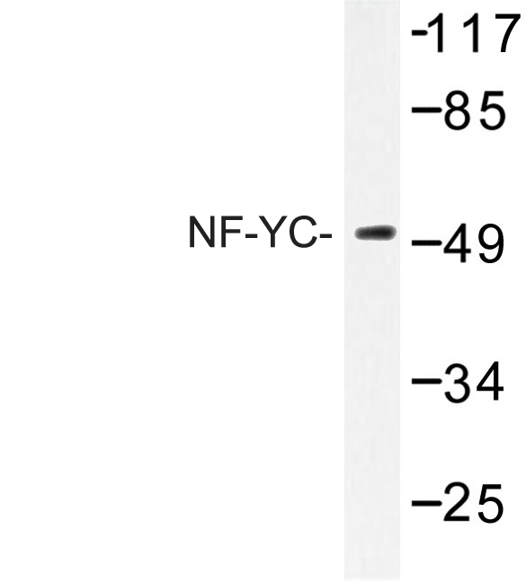 Western blot of NF-YC (W85) pAb in extracts from HeLa.