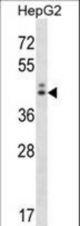 NGDN Antibody western blot of HepG2 cell line lysates (35 ug/lane). The NGDN antibody detected the NGDN protein (arrow).