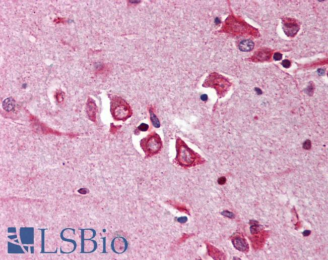 Anti-NGFRAP1 / NADE antibody IHC of human brain, cortex. Immunohistochemistry of formalin-fixed, paraffin-embedded tissue after heat-induced antigen retrieval. Antibody LS-B532 concentration 5 ug/ml.