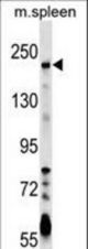 NEO1 Antibody western blot of mouse spleen tissue lysates (35 ug/lane). The NEO1 antibody detected the NEO1 protein (arrow).