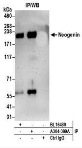 Detection of Human Neogenin by Western Blot of Immunoprecipitates. Samples: Whole cell lysate (0.5 or 1.0 mg per IP reaction; 20% of IP loaded) prepared using RIPA buffer from Jurkat cells. Antibodies: Affinity purified rabbit anti-Neogenin antibody used for IP at 6 ug per reaction. Neogenin was also immunoprecipitated by rabbit anti-Neogenin antibody BL16480. For blotting immunoprecipitated Neogenin, was used at 0.4 ug/ml. Detection: Chemiluminescence with an exposure time of 3 minutes.