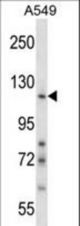 NID1 Antibody western blot of A549 cell line lysates (35 ug/lane). The NID1 antibody detected the NID1 protein (arrow).