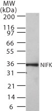 Western blot of NIFK in 30 ugs of Ramos cell lysate using antibody at 0.5 ug/ml.