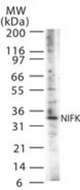 Western blot of NIFK in 30 ugs of NIH3T3 cell lysate using antibody at 1:1000.