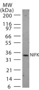 Western blot of NIFK in 30 ugs of HeLa cell lysate using antibody at 1:1000.