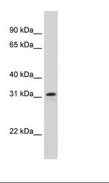 Fetal Thymus Lysate