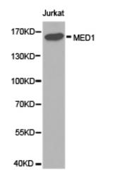 Western blot of extracts of Jurkat cell lines, using MED1 antibody.