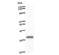 Western blot analysis of immunized recombinant protein, using anti-NIP7 monoclonal antibody.