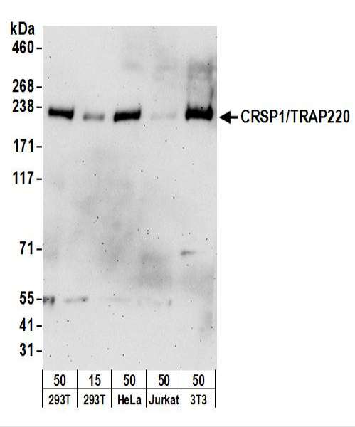 Detection of Human and Mouse CRSP1/TRAP220 by Western Blot. Samples: Whole cell lysate from 293T (15 and 50 ug), HeLa (50 ug), Jurkat (50 ug), and mouse NIH3T3 (50 ug) cells. Antibodies: Affinity purified goat anti-CRSP1/TRAP220 antibody used for WB at 1 ug/ml. Detection: Chemiluminescence with an exposure time of 3 minutes.