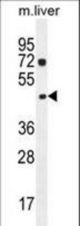 NIPAL1 Antibody western blot of mouse liver tissue lysates (35 ug/lane). The NIPAL1 antibody detected the NIPAL1 protein (arrow).