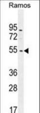 NIPAL1 Antibody western blot of Ramos cell line lysates (35 ug/lane). The NIPAL1 antibody detected the NIPAL1 protein (arrow).