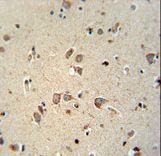 NIPA4 antibody immunohistochemistry of formalin-fixed and paraffin-embedded human brain tissue followed by peroxidase-conjugated secondary antibody and DAB staining.