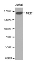 Western blot analysis of extracts of Jurkat cell lines, using MED1 antibody.