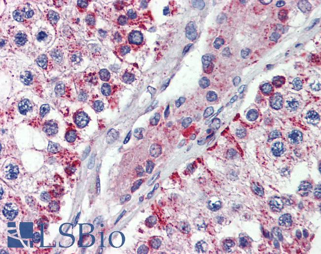 Anti-NIPSNAP3A antibody IHC of human testis. Immunohistochemistry of formalin-fixed, paraffin-embedded tissue after heat-induced antigen retrieval. Antibody LS-B3864 concentration 5 ug/ml.