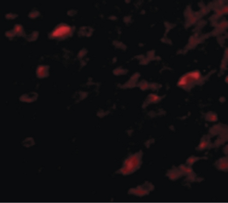 Immunofluorescence of NIPSNAP3A in Mouse Brain cells with NIPSNAP3A antibody at 5 ug/ml.