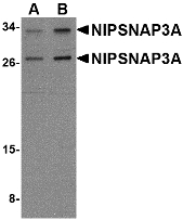 Western blot of NIPSNAP3A in mouse brain tissue lysate with NIPSNAP3A antibody at (A) 0.5 and (B) 1 ug/ml.