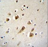 NIPSNAP3B Antibody immunohistochemistry of formalin-fixed and paraffin-embedded human brain tissue followed by peroxidase-conjugated secondary antibody and DAB staining.