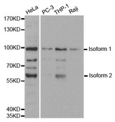 Western blot analysis of extracts of various cell lines, using UHRF2 antibody.