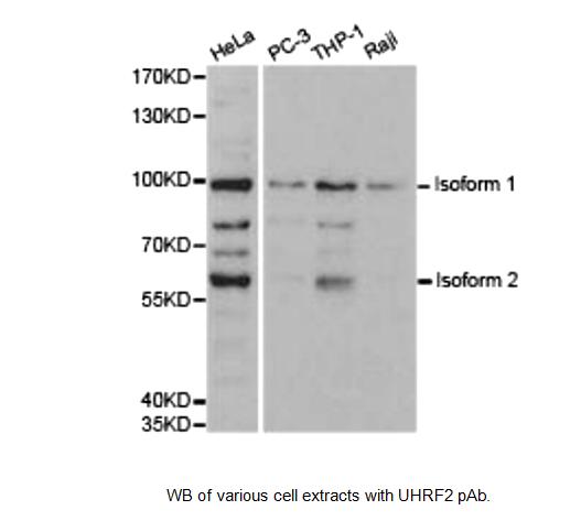 Western blot of NIRF / UHRF2 antibody LS-X223182.