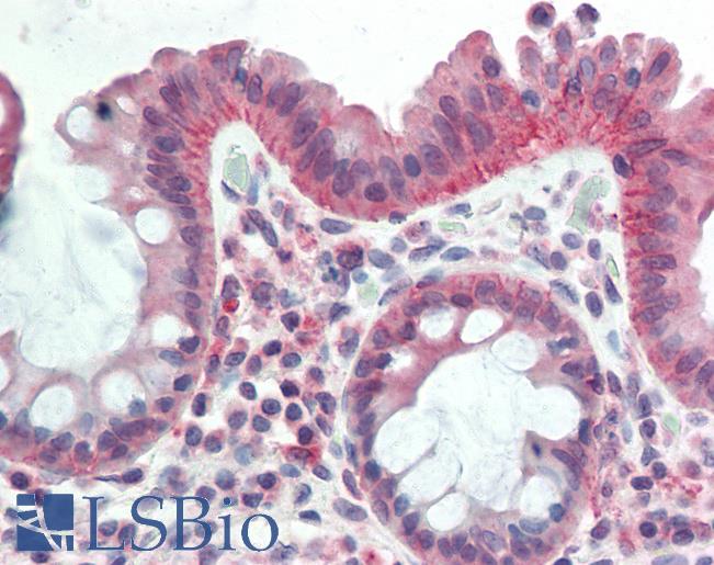 Anti-NIRF / UHRF2 antibody IHC staining of human colon. Immunohistochemistry of formalin-fixed, paraffin-embedded tissue after heat-induced antigen retrieval. Antibody LS-B9657 concentration 5 ug/ml.