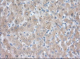 IHC of paraffin-embedded Human liver tissue using anti-NIT2 mouse monoclonal antibody. (Dilution 1:50).