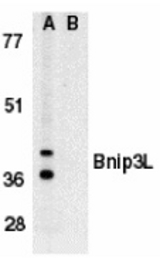 Western blot of whole cell lysates from K562 erythromyeloblastoid cells probed with Rabbit anti-BNIP3L in the absence (A) or presence (B) of blocking peptide