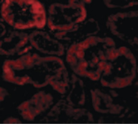 Immunofluorescence of Bnip3L in Human Kidney cells with Bnip3L antibody at 10 ug/ml.