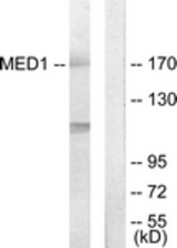Western blot of extracts from Jurkat cells, using MED1 Antibody. The lane on the right is treated with the synthesized peptide.