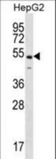 NKAP Antibody western blot of HepG2 cell line lysates (35 ug/lane). The NKAP antibody detected the NKAP protein (arrow).