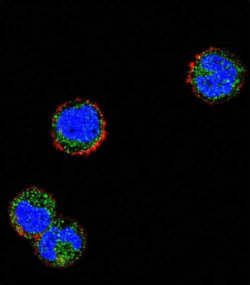 Confocal immunofluorescent of KLRC1 Antibody with MDA-MB435 cell followed by Alexa Fluor 488-conjugated goat anti-rabbit lgG (green). Actin filaments have been labeled with Alexa Fluor 555 phalloidin (red). DAPI was used to stain the cell nuclear (blue).