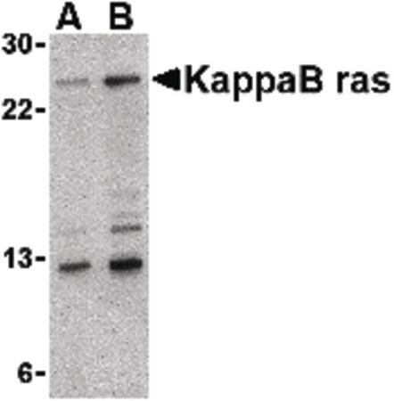 Western blot of KappaB ras in 293 cell lysate with KappaB ras antibody at (A) 2 and (B) 4 ug/ml.