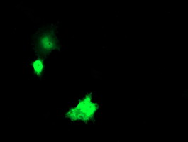 Anti-NKIRAS1 mouse monoclonal antibody immunofluorescent staining of COS7 cells transiently transfected by pCMV6-ENTRY NKIRAS1.