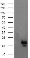 HEK293T cells were transfected with the pCMV6-ENTRY control (Left lane) or pCMV6-ENTRY NKIRAS1 (Right lane) cDNA for 48 hrs and lysed. Equivalent amounts of cell lysates (5 ug per lane) were separated by SDS-PAGE and immunoblotted with anti-NKIRAS1.