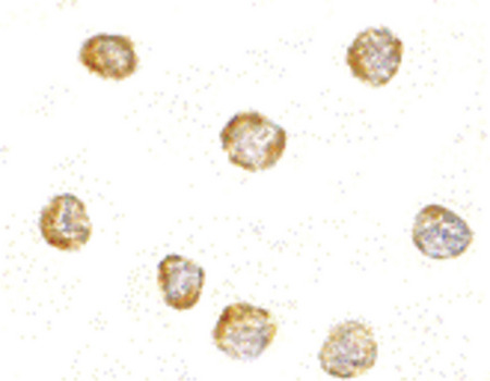 Immunocytochemistry of KappaB-ras1 in RAW264.7 cells with KappaB-ras1 antibody at 1 ug/ml.