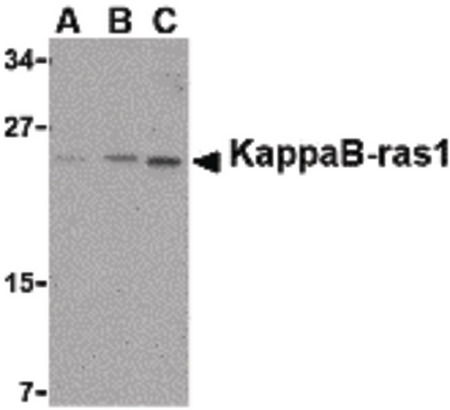 Western blot of KappaB ras1 in RAW264.7 cell lysate with KappaB ras1 antibody at (A) 0.5, (B) 1 and (C) 2 ug/ml.