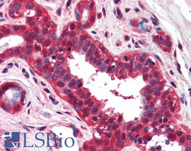 Anti-NKIRAS1 antibody IHC of human breast. Immunohistochemistry of formalin-fixed, paraffin-embedded tissue after heat-induced antigen retrieval. Antibody LS-B1978 concentration 5 ug/ml.
