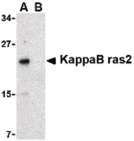 Western blot of KappaB ras2 in RAW264.7 cell lysate with KappaB ras1 antibody at 1 ug/ml in the (A) absence and (B) presence of blocking peptide.